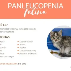 Gatito con aspecto enfermo, síntomas de panleucopenia felina: anorexia, fiebre, vómitos, diarrea, deshidratación y anemia.