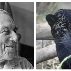 Portret starszego mężczyzny obok czarnego jaguara.