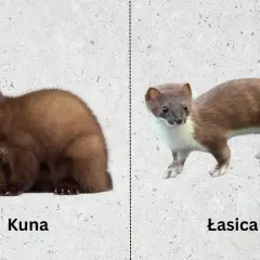 Kuna po lewej, łasica po prawej. Dwa podobne, ale różne drapieżniki.