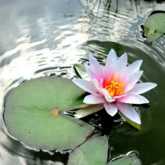 Flor de loto rosa y blanca sobre agua oscura, rodeada de hojas verdes. Su belleza evoca el significado de amor puro y renacimiento.