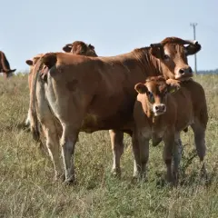 Stado krów na łące, matka z cielakiem. Ceny bydła notowania mogą wpływać na przyszłość tych zwierząt.
