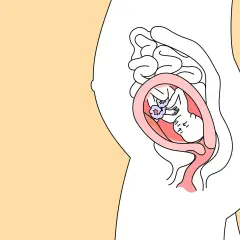 Illustration zeigt ein Baby im Bauch bei 22 ssw. Es liegt gemütlich in der Gebärmutter, umgeben von Fruchtwasser.