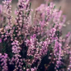 Los mejores arbustos con flores moradas para tu jardín en Austin