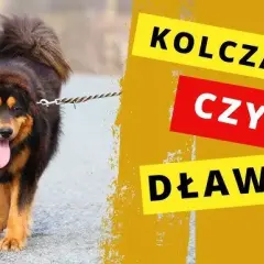 Alternatywy dla kolczatki dla psa: skuteczne i humanitarne metody
