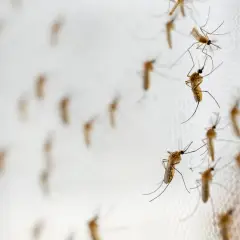 Komary na siatce, jakby zwabione przez niewidzialny wabik na komary.