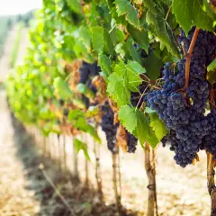 Reife, dunkle Trauben hängen an Rebstöcken in einem sonnigen Weinberg. Diese Bordeaux-Rebsorten versprechen einen köstlichen Wein.