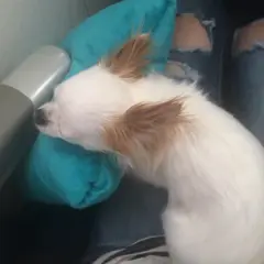 Pies w samolocie: mały piesek wygląda przez okno, śpi na poduszce i siedzi w transporterze.