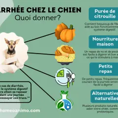 Conseils pour la diarrhée chez le chien : purée de citrouille, riz et poulet, petits repas et alternatives naturelles.