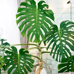 Duża, zielona monstera z charakterystycznymi otworami w liściach, na tle okna i ceglanej ściany.