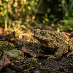Un crapaud brun, camouflé sur le sol humide, attend patiemment. Pour savoir comment attirer un crapaud, créez un habitat humide et ombragé.