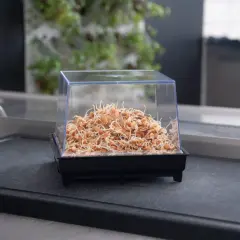 Grodda linser i en behållare. Det kan vara farligt att grodda linser om de inte hanteras rätt, då bakterier kan växa.