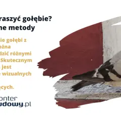 Gołąb na balkonie. Dowiedz się, jak odstraszyć gołębie, stosując skuteczne metody wizualne.