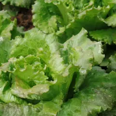 Lattuga Canasta fresca e croccante, con gocce di rugiada sulle foglie verdi e ondulate, pronta per un'insalata estiva.