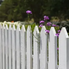 Weiße Palisade mit zarten lila Blüten, die sich durchschlängeln. Tolle zaun ideen für einen romantischen Garten.