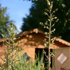 Dwa pędy juki z pąkami kwiatowymi na tle drewnianego domku.
