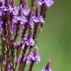 Fioletowe kwiaty werbeny, idealne do przygotowania orzeźwiającego napoju.