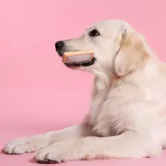 Golden retriever z szczotką w pysku. Zastanawia się, jaka szczotka dla golden retrievera będzie najlepsza do pielęgnacji jego pięknej sierści.