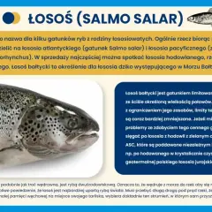 Łosoś bałtycki, cenny gatunek ryby, którego połowy są limitowane. Warto szukać łososia z certyfikatem ASC.