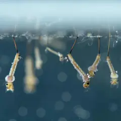 Plusieurs larves de moustiques, appelées "têtards", flottent à la surface de l'eau, respirant grâce à un siphon.