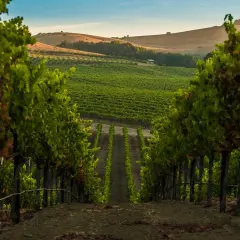 Sonnenuntergang über den Weinbergen im Napa Valley. Perfekt für eine Weinprobe.