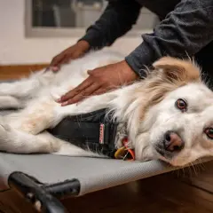 Un perro blanco y dorado disfruta de relajantes masajes para perros en una camilla. Sus ojos marrones miran a la cámara con calma.