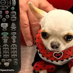 Un diminuto chihuahua con un traje de mariquita, junto a un control remoto. ¿Cuánto vale el perro más pequeño del mundo?
