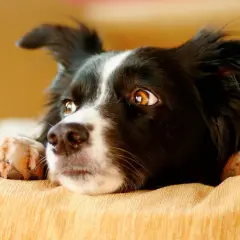 Un perro border collie con ojos curiosos y patas delanteras apoyadas en un sofá. Quizás se pregunte porque bostezan los perros.