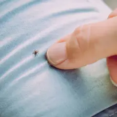 Cómo matar pulgas y garrapatas: métodos efectivos para tu hogar