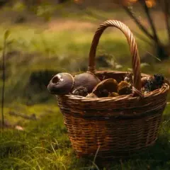 Gdzie na grzyby z noclegiem? Odkryj najlepsze miejsca w Pomorzu