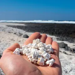 Dłoń trzyma białe, chropowate kamyczki przypominające popcorn. W tle widać plażę i ocean. Jak dojechać na Popcorn Beach?