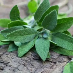 Gałązka szałwii na co? Na zdrowie, do herbaty, do potraw. Jej aksamitne liście kuszą aromatem.