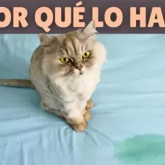 Por qué mi gato se mea en la cama: causas y soluciones efectivas