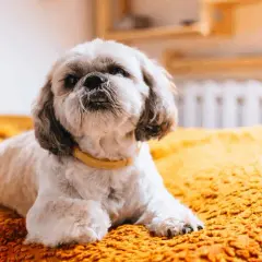Sierść czy włosy u Shih Tzu - poznaj prawdę o ich pielęgnacji