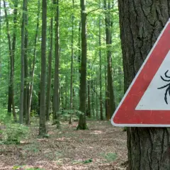 Kleszcze nie spadają z drzew! Gdzie ich szukać i jak się chronić?