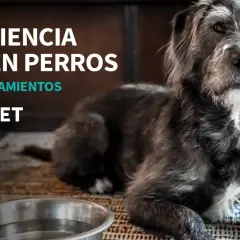 Perro con insuficiencia renal, triste y sin apetito. Texto: Insuficiencia renal en perros. Causas y tratamientos. Klean-Vet.