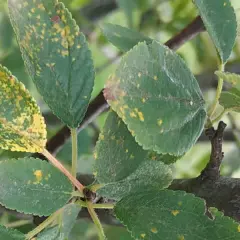 Foglie di susino con macchie gialle e marroni, indicative di malattie.