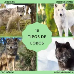 Explora 16 tipos de lobos: lobo gris, siberiano, ibérico y negro de Alaska, entre otros.