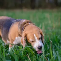 A beagle in a grassy field is shown with its tongue out, eating grass. This image captures a common behavior, raising the question: why do dogs eat grass?