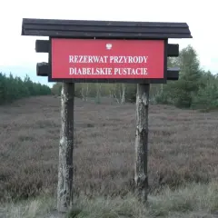 Rezerwat przyrody Diabelskie Pustacie - piękno wrzosowisk i szlaków