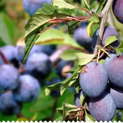 Gros plan sur des prunes Reine Claude mûres sur une branche, évoquant la richesse de la durée de vie d'un prunier.