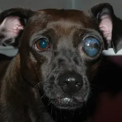 Primer plano de un perro con glaucoma en un ojo, que se ve azul y nublado.