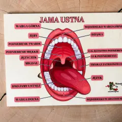 Edukacyjna tablica z jamą ustną, pokazująca m.in. podniebienie dolne, język i zęby.