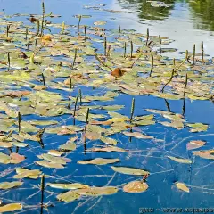 Un étang paisible où le potamot nageant déploie ses feuilles et ses épis floraux sur l'eau bleue.