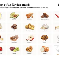 Liste giftiger Lebensmittel für Hunde: Alkohol, Avocado, Bittermandeln, Schokolade, Chili, Käse, Kaffee, rohe Kartoffeln, Knoblauch, Lauch, Macadamianüsse, Muskatnuss, Obstkerne, Rosinen, Tomaten, Trauben, Walnüsse, Zwiebeln, Süßstoff.