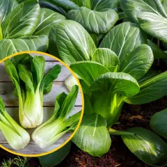 Świeża, zielona kapusta pak choi rośnie w ziemi. W okręgu widać trzy główki tej zdrowej rośliny na drewnianym tle.