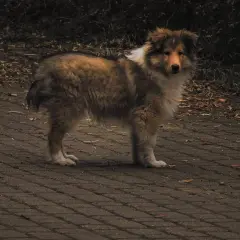 Pies rasy collie stoi na chodniku. Może czuć bulgotanie w brzuchu i wodnistą biegunkę, dlatego wygląda na zmartwionego.