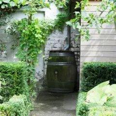 Un vecchio barile raccoglie l'acqua piovana, circondato da rigogliose piante verdi in un giardino incantevole.