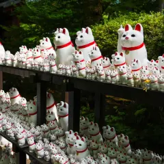 Tysiące białych kotów maneki-neko na półkach. Warto zobaczyć w Tokio te urocze figurki przynoszące szczęście.
