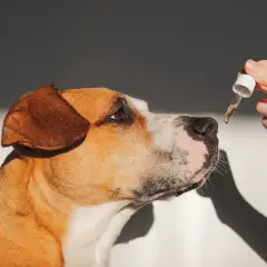 Un chien renifle une goutte d'huile de saumon. Avis sur l'huile de saumon pour chien.