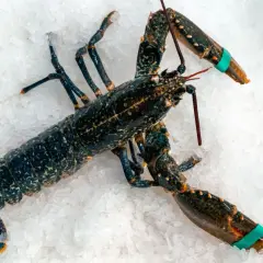 Un bogavante gallego, oscuro y con pinzas atadas, descansa sobre hielo picado, listo para ser cocinado.